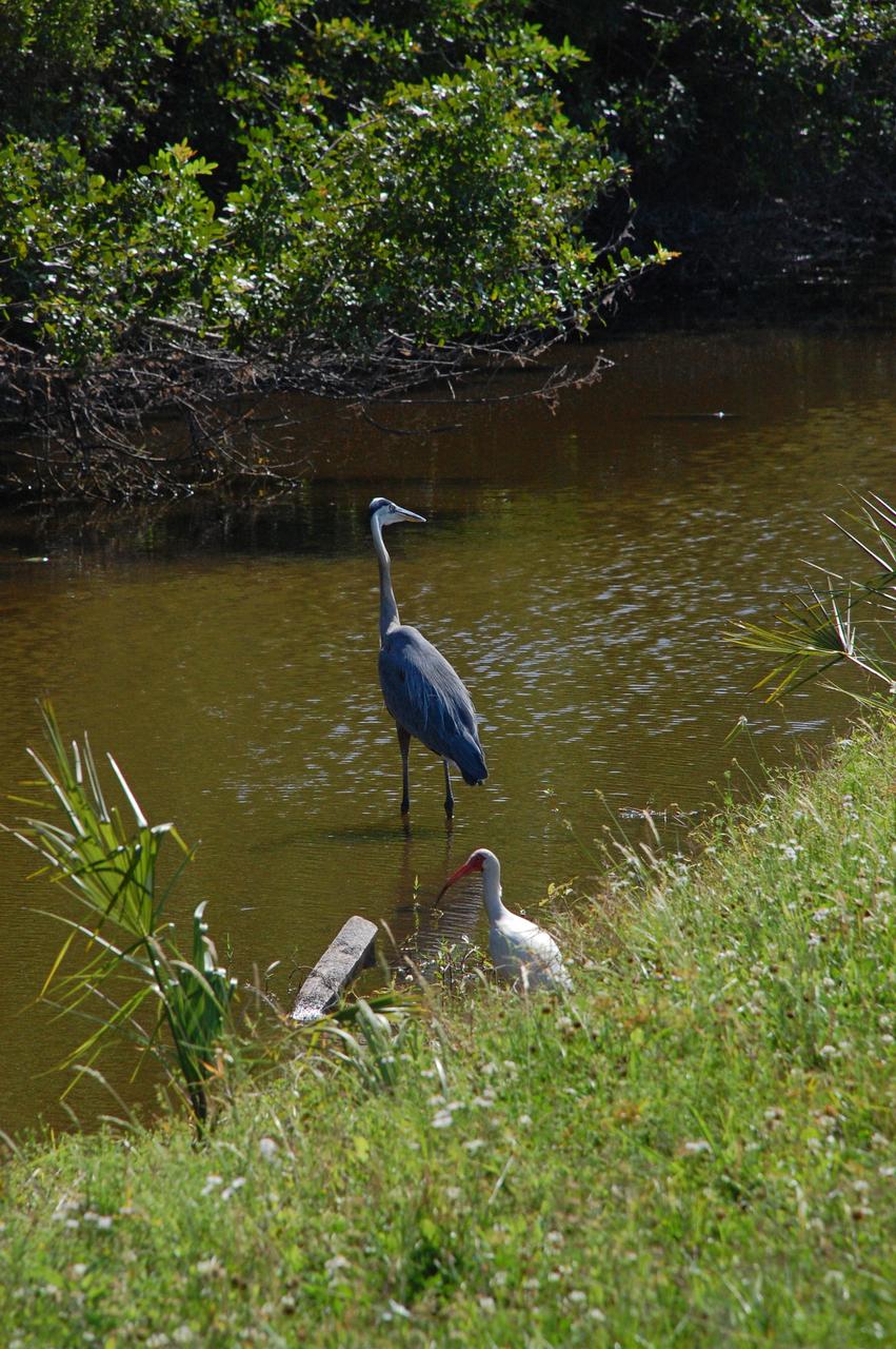CAPE CANAVERAL, Fla. – A great blue heron stands tall in the water, perhaps looking for food, on grounds of NASA's Kennedy Space Center in Florida.  More gray than blue, with a yellowish bill and black legs, it has a brownish-buff colored neck with a black border and white in front of its neck with a vertical black streak. The bird's head is white with a black stripe above its eye. They range throughout the U.S., inhabiting lakes, ponds, rivers and marshes.  Their principal food is fish or frogs but may feed on small mammals, reptiles and occasionally birds.  Kennedy shares a boundary with the Merritt Island National Wildlife Refuge, which is a habitat for more than 310 species of birds, 25 mammals, 117 fishes and 65 amphibians and reptiles. Photo credit: NASA/Ben Smegelsky