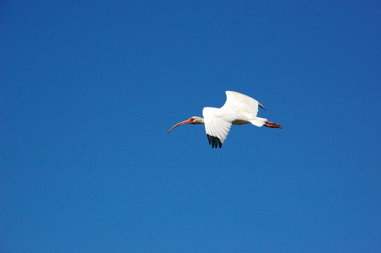 CAPE CANAVERAL, Fla. – The beauty of the wood stork in flight is captured against the intense blue Florida sky over NASA's Kennedy Space Center in Florida. This is a young stork, still showing its yellow beak. Wood storks are found primarily in Florida, wandering to South Carolina and Texas, preferring cypress and mangrove swamps. Kennedy shares a boundary with the Merritt Island National Wildlife Refuge, which is a habitat for more than 310 species of birds, 25 mammals, 117 fishes and 65 amphibians and reptiles. Photo credit: NASA/Ben Smegelsky