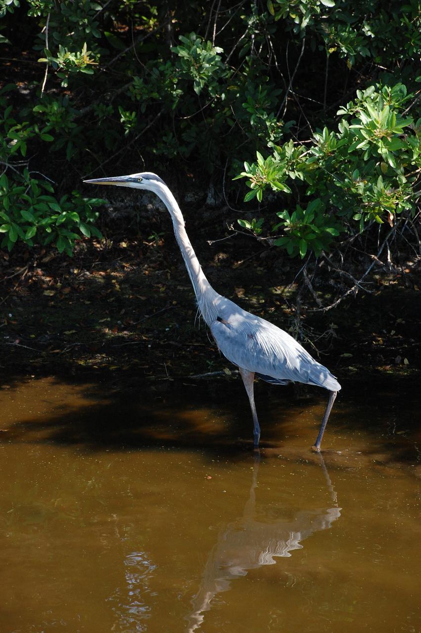 CAPE CANAVERAL, Fla. – A great blue heron stands tall in the water, perhaps looking for food, on grounds of NASA's Kennedy Space Center in Florida.  More gray than blue, with a yellowish bill and black legs, it has a brownish-buff colored neck with a black border and white in front of its neck with a vertical black streak. The bird's head is white with a black stripe above its eye. They range throughout the U.S., inhabiting lakes, ponds, rivers and marshes.  Their principal food is fish or frogs but may feed on small mammals, reptiles and occasionally birds.  Kennedy shares a boundary with the Merritt Island National Wildlife Refuge, which is a habitat for more than 310 species of birds, 25 mammals, 117 fishes and 65 amphibians and reptiles. Photo credit: NASA/Ben Smegelsky