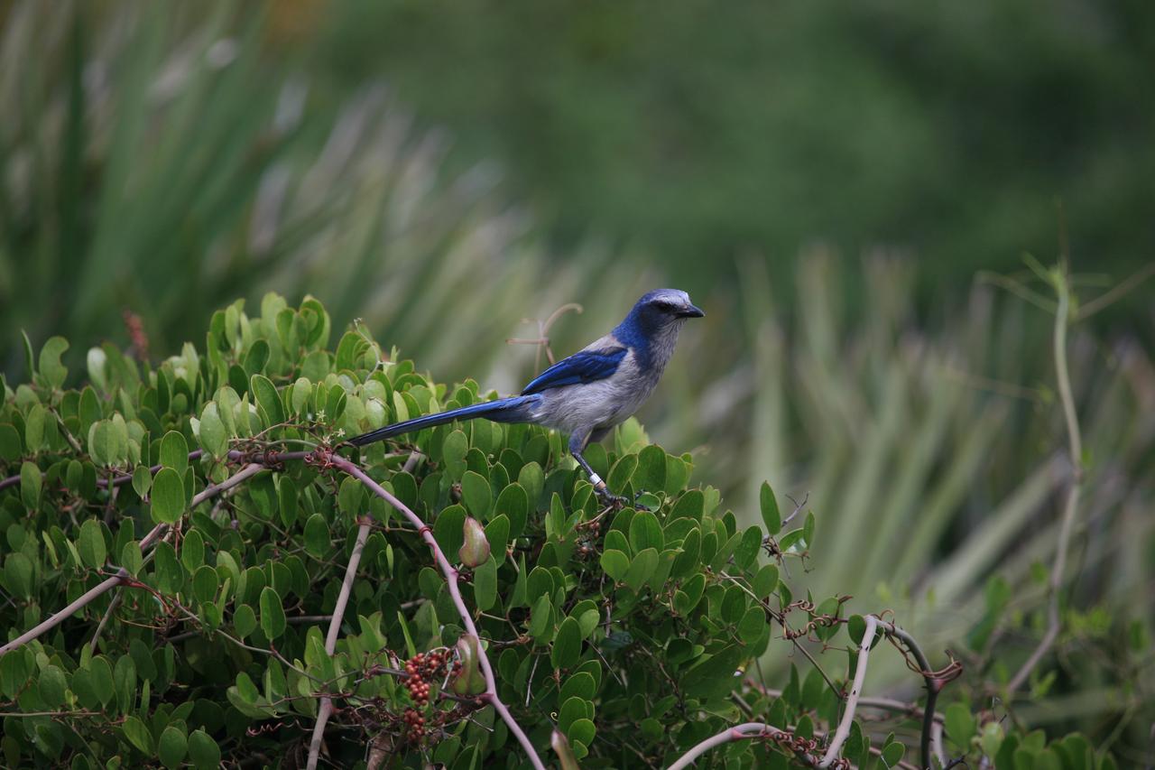 CAPE CANAVERAL, Fla. – Near Launch Complex-41 on Cape Canaveral Air Force Station in Florida, a scrub jay keeps watch of activity. On the pad, the Atlas V/Centaur is undergoing a wet dress rehearsal, or countdown test. The Atlas V is being fully loaded with propellants including liquid hydrogen, liquid oxygen and RP-1 fuel. Following the rehearsal, the launch vehicle will be rolled off the pad and returned to the Vertical Integration Facility on May 16. The Atlas V/Centaur is the launch vehicle for NASA's Lunar Reconnaissance Orbiter, or LRO, and NASA's Lunar CRater Observation and Sensing Satellite, known as LCROSS. They will be mated with the Atlas in late May. LCROSS and LRO are the first missions in NASA's plan to return humans to the moon and begin establishing a lunar outpost by 2020. Launch is scheduled for no earlier than June 17. Photo credit: NASA/Dimitri Gerondidakis