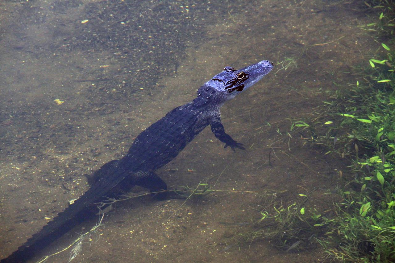 CAPE CANAVERAL, Fla. – A baby alligator is unconcerned that water saturates the ground and space shuttle Atlantis is unable to land at NASA’s Kennedy Space Center to conclude the STS-125 mission, the aftermath of thunderstorms in the vicinity of the Shuttle Landing Facility. Alligators can be spotted in the drainage canals and other waters surrounding Kennedy. The center shares a boundary with the Merritt Island Wildlife Nature Refuge, which is a habitat for more than 310 species of birds, 25 mammals, 117 fishes and 65 amphibians and reptiles. Photo credit: NASA/Glenn Benson