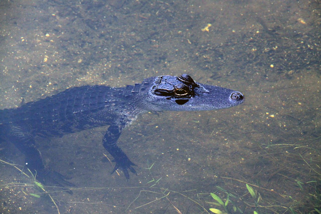 CAPE CANAVERAL, Fla. – A baby alligator is unaware that the water saturating the ground is the aftermath of thunderstorms in the vicinity of NASA Kennedy Space Center’s Shuttle Landing Facility and that space shuttle Atlantis is unable to land to conclude the STS-125 mission.  Alligators can be spotted in the drainage canals and other waters surrounding Kennedy. The center shares a boundary with the Merritt Island Wildlife Nature Refuge, which is a habitat for more than 310 species of birds, 25 mammals, 117 fishes and 65 amphibians and reptiles. Photo credit: NASA/Glenn Benson