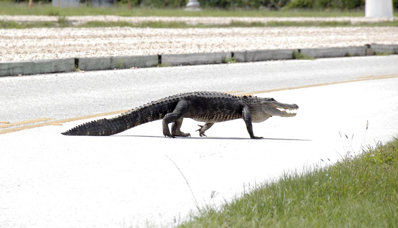 CAPE CANAVERAL, Fla. –  Taking a mid-day stroll, an alligator crosses the Saturn Causeway at NASA's Kennedy Space Center in Florida in front of the Astrovan with STS-127 crew members aboard.  The crew was on its way to Launch Pad 39A for a simulated launch countdown, part of the terminal countdown demonstration test.  Alligators can be spotted in the drainage canals and other waters surrounding Kennedy.  They occasionally venture onto roads seeking new environs or mates.  The center shares a boundary with the Merritt Island Wildlife Nature Refuge, which is a habitat for more than 310 species of birds, 25 mammals, 117 fishes and 65 amphibians and reptiles.  Photo credit: NASA/Kim Shiflett