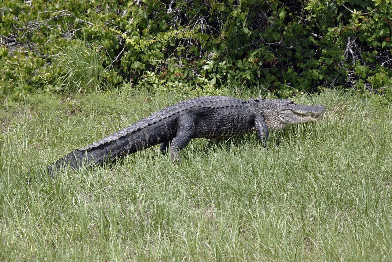 CAPE CANAVERAL, Fla. –  Taking a mid-day stroll, an alligator heads for the woods after crossing the Saturn Causeway at NASA's Kennedy Space Center in Florida in front of the Astrovan with STS-127 crew members aboard.  The crew was on its way to Launch Pad 39A for a simulated launch countdown, part of the terminal countdown demonstration test. Alligators can be spotted in the drainage canals and other waters surrounding Kennedy.  They occasionally venture onto roads seeking new environs or mates.  The center shares a boundary with the Merritt Island Wildlife Nature Refuge, which is a habitat for more than 310 species of birds, 25 mammals, 117 fishes and 65 amphibians and reptiles.  Photo credit: NASA/Kim Shiflett