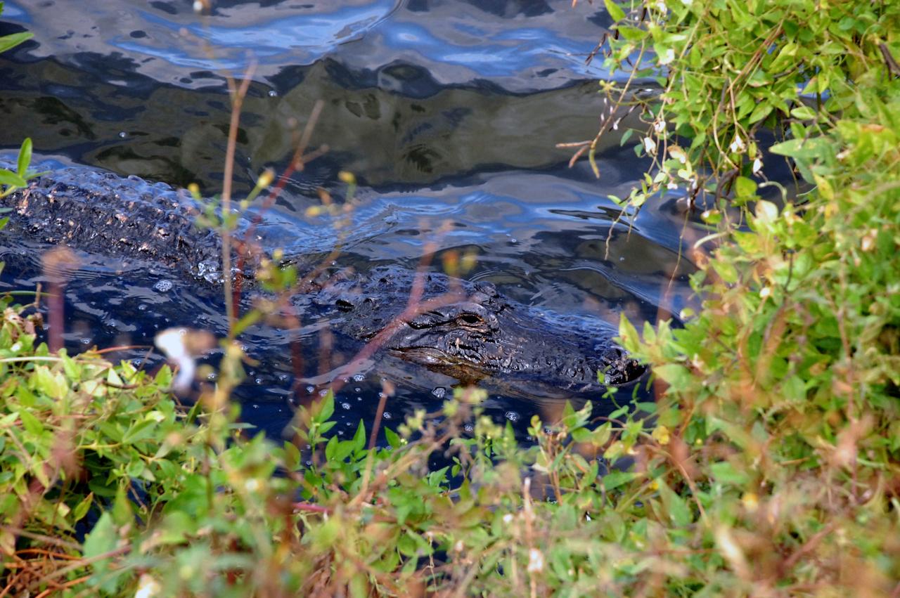 CAPE CANAVERAL, Fla. - At NASA's Kennedy Space Center in Florida, an alligator lounges in the Launch Complex 39 turn basin. The Merritt Island National Wildlife Refuge coexists with Kennedy Space Center and provides a habitat for a variety of wildlife including 330 species of birds, 117 kinds of fish, 65 types of amphibians and reptiles, 31 different mammals, and 1,045 species of plants. For information on the refuge, visit http://www.fws.gov/merrittisland/Index.html. For information on Kennedy Space Center, visit http://www.nasa.gov/kennedy. Photo credit: NASA/Ben Smegelsky