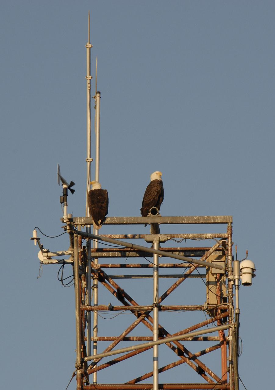 CAPE CANAVERAL, Fla. - At the Shuttle Landing Facility at NASA's Kennedy Space Center in Florida, two bald eagles stand sentinel as STS-129 Commander Charles O. Hobaugh and Pilot Barry E. Wilmore practice landings in a Shuttle Training Aircraft in preparation for space shuttle Atlantis' STS-129 mission. The Merritt Island National Wildlife Refuge coexists with Kennedy Space Center and provides a habitat for 330 species of birds including bald eagles.  Bald eagles, which mate for life, use a specific territory for nesting, winter feeding or a year-round residence. Its natural domain is from Alaska to Baja, Calif., and from Maine to Florida.  For information on the refuge, visit http://www.fws.gov/merrittisland/Index.html.    Photo credit: NASA/Kim Shiflett