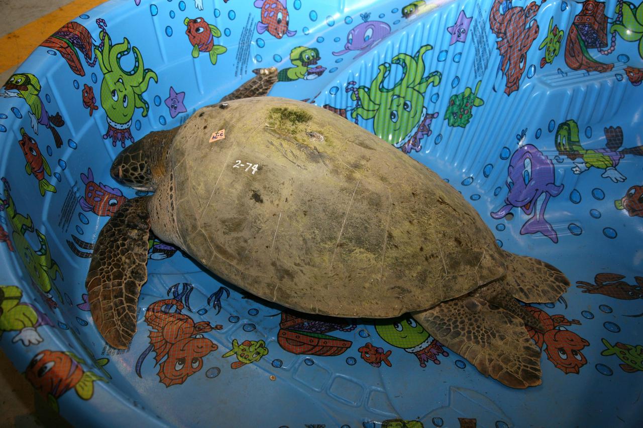 CAPE CANAVERAL, Fla. – On Friday, this sea turtle affected by the cold temperatures in Florida was among those taken inside the Merritt Island Wildlife Refuge headquarters building at NASA's Kennedy Space Center. The turtle was one of many "stunned" by the recent drop in temperatures in Florida. Many of the turtles were rescued from the Mosquito Lagoon, with others coming from the Indian River Lagoon and Cocoa Beach. Photo credit: NASA/Amanda Diller