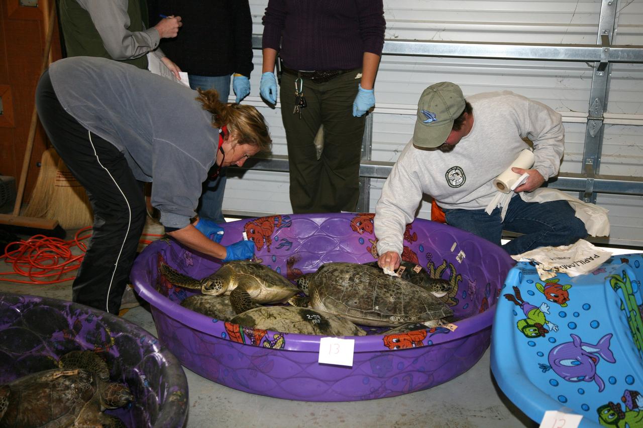 CAPE CANAVERAL, Fla. – Fish and Wildlife Conservation Commission workers evaluate a green sea turtle at the headquarters building of the Merritt Island Wildlife Refuge located on NASA's Kennedy Space Center in Florida. The turtle was one of many "stunned" by the recent drop in temperatures in Florida. Many of the turtles were rescued from the Mosquito Lagoon, with others coming from the Indian River Lagoon and Cocoa Beach.  Photo credit: NASA/Amanda Diller
