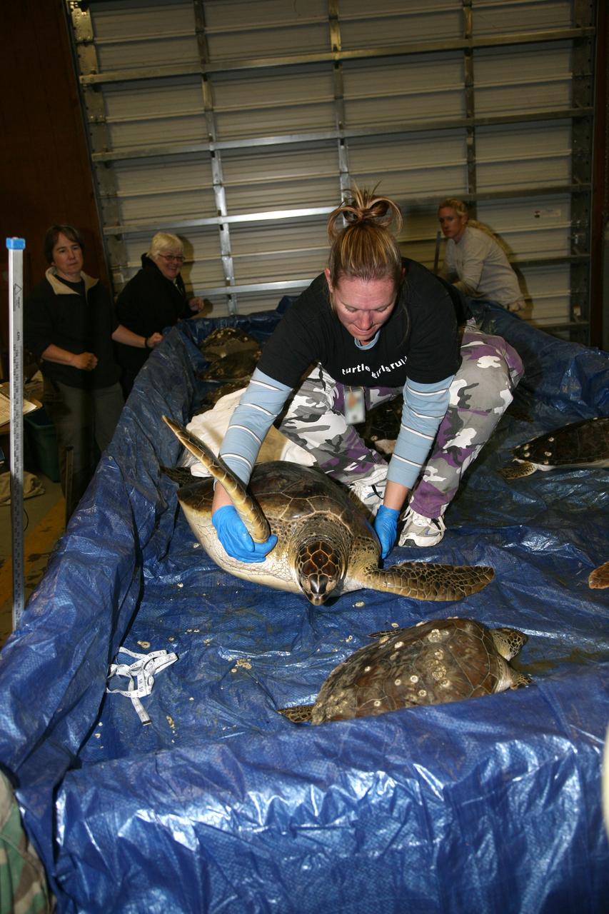 CAPE CANAVERAL, Fla. – A Fish and Wildlife Conservation Commission worker moves a green sea turtle inside the headquarters building of the Merritt Island Wildlife Refuge located on NASA's Kennedy Space Center in Florida. The turtle was one of many "stunned" by the recent drop in temperatures in Florida. Many of the turtles were rescued from the Mosquito Lagoon, with others coming from the Indian River Lagoon and Cocoa Beach.  Photo credit: NASA/Amanda Diller