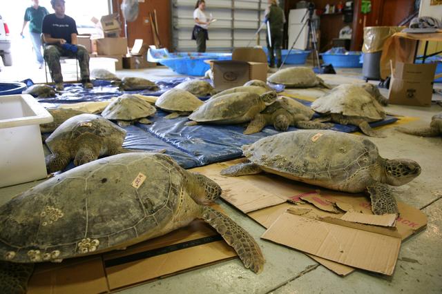 NASA image: KSC-2010-1100