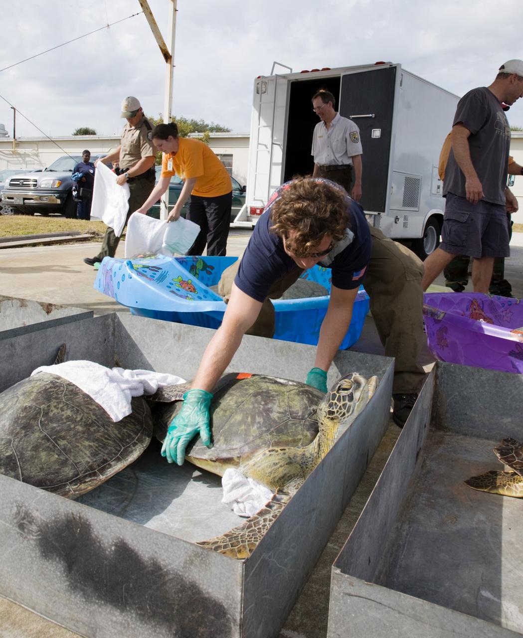 CAPE CANAVERAL, Fla. - Wildlife personnel prepare to release several endangered green sea turtles into the waters of the Banana River at NASA's Kennedy Space Center in Florida. The turtles were some of nearly 2,000 that were "stunned" by the recent drop in temperatures.    Many of the turtles were rescued from the Mosquito Lagoon, with others coming from the Indian River Lagoon and Cocoa Beach. Biologists, environmentalists, wildlife experts and other volunteers joined forces with a massive rescue effort at the Merritt Island National Wildlife Refuge, where the turtles were identified, examined and transported to rehabilitation facilities throughout Florida and South Georgia. The animals stayed at these facilities until local waters warmed up to safe temperatures.  Photo credit: NASA/Troy Cryder
