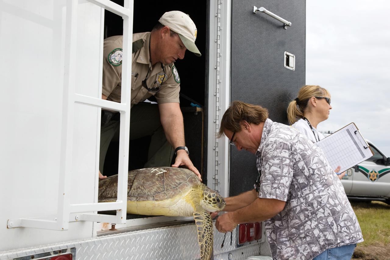 CAPE CANAVERAL, Fla. - An endangered green sea turtle is unloaded from a truck prior to its release into the waters of the Banana River at NASA's Kennedy Space Center in Florida. Wildlife personnel and volunteers are releasing groups of the federally protected turtles after nearly 2,000 of the animals were "stunned" by prolonged cold temperatures.    Many of the turtles were rescued from the Mosquito Lagoon, with others coming from the Indian River Lagoon and Cocoa Beach. Biologists, environmentalists, wildlife experts and other volunteers joined forces with a massive rescue effort at the Merritt Island National Wildlife Refuge, where the turtles were identified, examined and transported to rehabilitation facilities throughout Florida and South Georgia. The animals stayed at these facilities until local waters warmed up to safe temperatures.  Photo credit: NASA/Troy Cryder