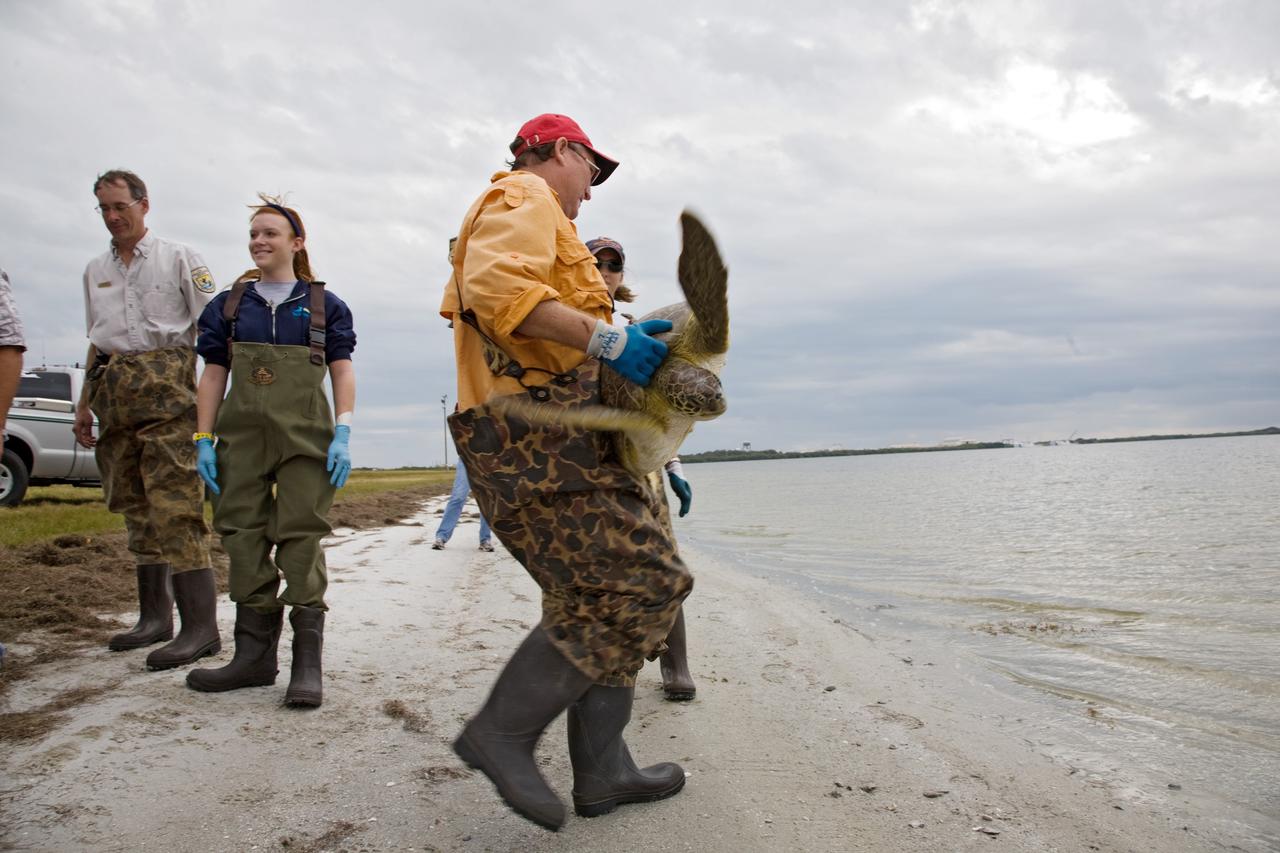 CAPE CANAVERAL, Fla. - A green sea turtle is carried toward the water's edge prior to the animal's release into the waters of the Banana River at NASA's Kennedy Space Center in Florida. The turtle was one of nearly 2,000 that were "stunned" by a recent drop in temperatures.    Many of the turtles were rescued from the Mosquito Lagoon, with others coming from the Indian River Lagoon and Cocoa Beach. Biologists, environmentalists, wildlife experts and other volunteers joined forces with a massive rescue effort at the Merritt Island National Wildlife Refuge, where the turtles were identified, examined and transported to rehabilitation facilities throughout Florida and South Georgia. The animals stayed at these facilities until local waters warmed up to safe temperatures.  Photo credit: NASA/Troy Cryder
