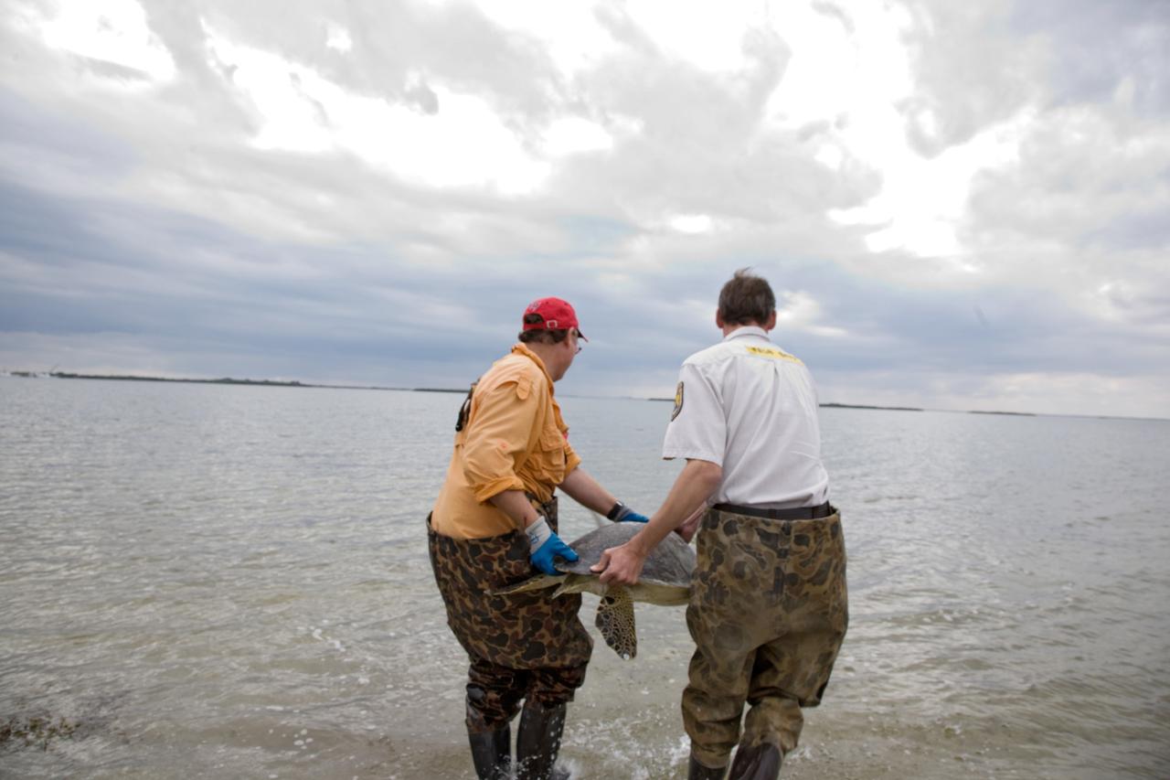 CAPE CANAVERAL, Fla. - Wildlife personnel carry an endangered green sea turtle toward the Banana River at NASA's Kennedy Space Center in Florida, ready to release the animal back into its usual environment. A recent cold snap left this turtle and nearly 2,000 others "stunned" and in need of help.    Many of the turtles were rescued from the Mosquito Lagoon, with others coming from the Indian River Lagoon and Cocoa Beach. Biologists, environmentalists, wildlife experts and other volunteers joined forces with a massive rescue effort at the Merritt Island National Wildlife Refuge, where the turtles were identified, examined and transported to rehabilitation facilities throughout Florida and South Georgia. The animals stayed at these facilities until local waters warmed up to safe temperatures.  Photo credit: NASA/Troy Cryder