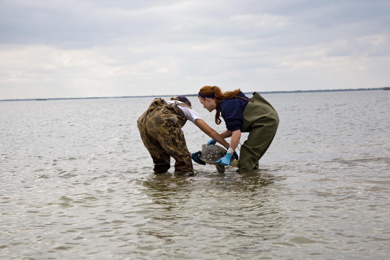 CAPE CANAVERAL, Fla. - An endangered green sea turtle is headed toward freedom as wildlife personnel carry it toward the Banana River at NASA's Kennedy Space Center in Florida. The turtle was one of nearly 2,000 that were "stunned" by a recent drop in temperatures.    Many of the turtles were rescued from the Mosquito Lagoon, with others coming from the Indian River Lagoon and Cocoa Beach. Biologists, environmentalists, wildlife experts and other volunteers joined forces with a massive rescue effort at the Merritt Island National Wildlife Refuge, where the turtles were identified, examined and transported to rehabilitation facilities throughout Florida and South Georgia. The animals stayed at these facilities until local waters warmed up to safe temperatures.  Photo credit: NASA/Troy Cryder