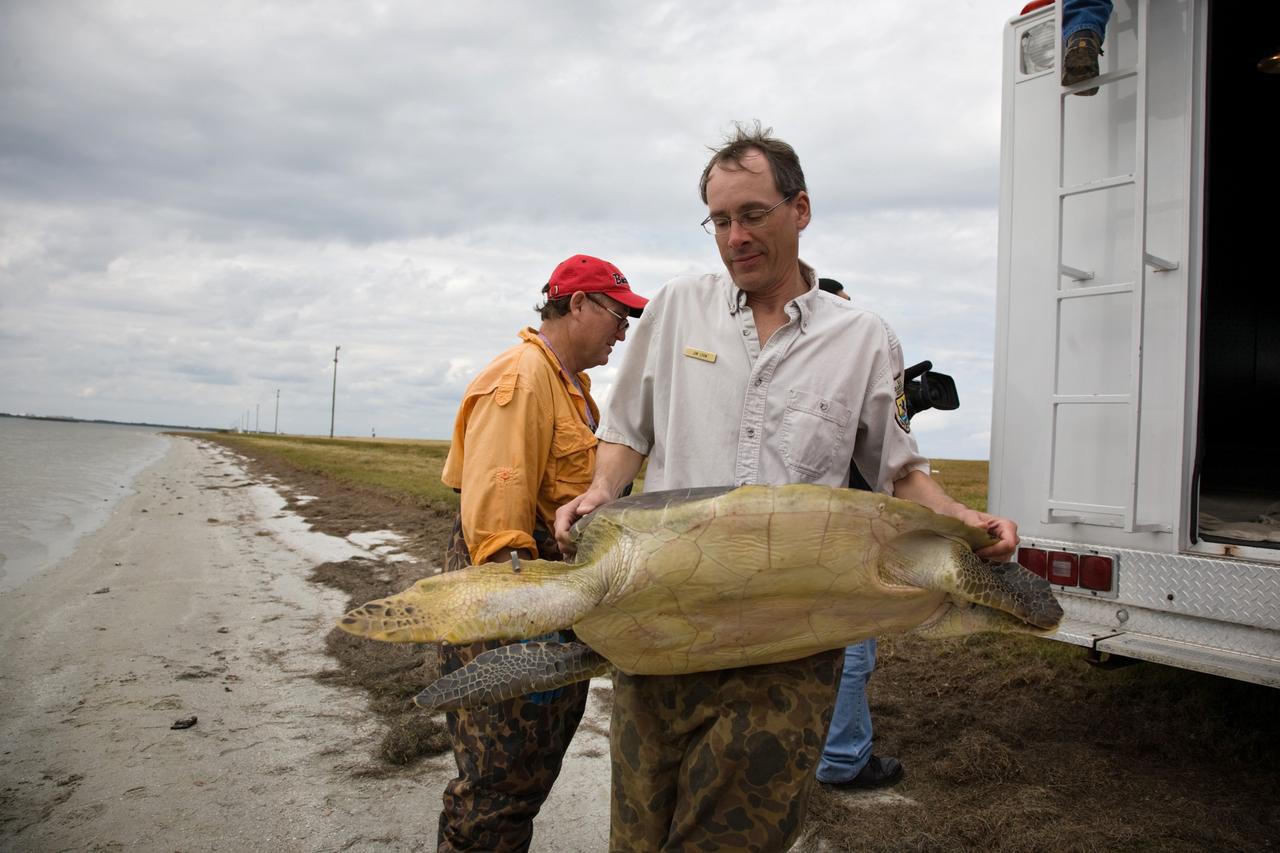 CAPE CANAVERAL, Fla. - Jim Lyon, biological science technician with the Merritt Island National Wildlife Refuge, carries a green sea turtle toward the waterline of the Banana River at NASA's Kennedy Space Center in Florida. A recent cold snap left this turtle and nearly 2,000 others "stunned" and in need of help.     Many of the turtles were rescued from the Mosquito Lagoon, with others coming from the Indian River Lagoon and Cocoa Beach. Biologists, environmentalists, wildlife experts and other volunteers joined forces with a massive rescue effort at the Merritt Island National Wildlife Refuge, where the turtles were identified, examined and transported to rehabilitation facilities throughout Florida and South Georgia. The animals stayed at these facilities until local waters warmed up to safe temperatures.  Photo credit: NASA/Troy Cryder