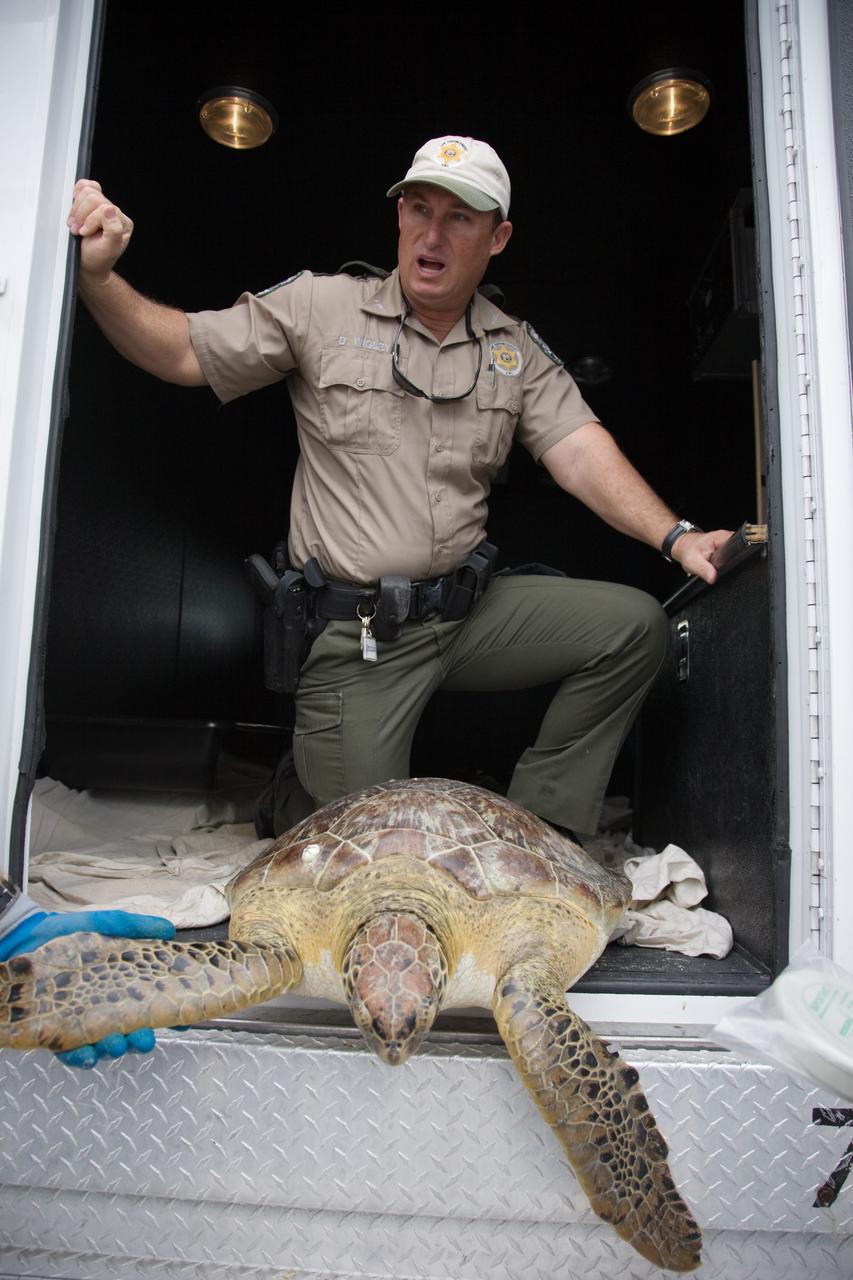 CAPE CANAVERAL, Fla. - A wildlife officer offers assistance as an endangered green sea turtle is prepared for release into the waters of the Banana River at NASA's Kennedy Space Center in Florida. The turtle was one of nearly 2,000 that were "stunned" by a recent drop in temperatures.     Many of the turtles were rescued from the Mosquito Lagoon, with others coming from the Indian River Lagoon and Cocoa Beach. Biologists, environmentalists, wildlife experts and other volunteers joined forces with a massive rescue effort at the Merritt Island National Wildlife Refuge, where the turtles were identified, examined and transported to rehabilitation facilities throughout Florida and South Georgia. The animals stayed at these facilities until local waters warmed up to safe temperatures.  Photo credit: NASA/Troy Cryder