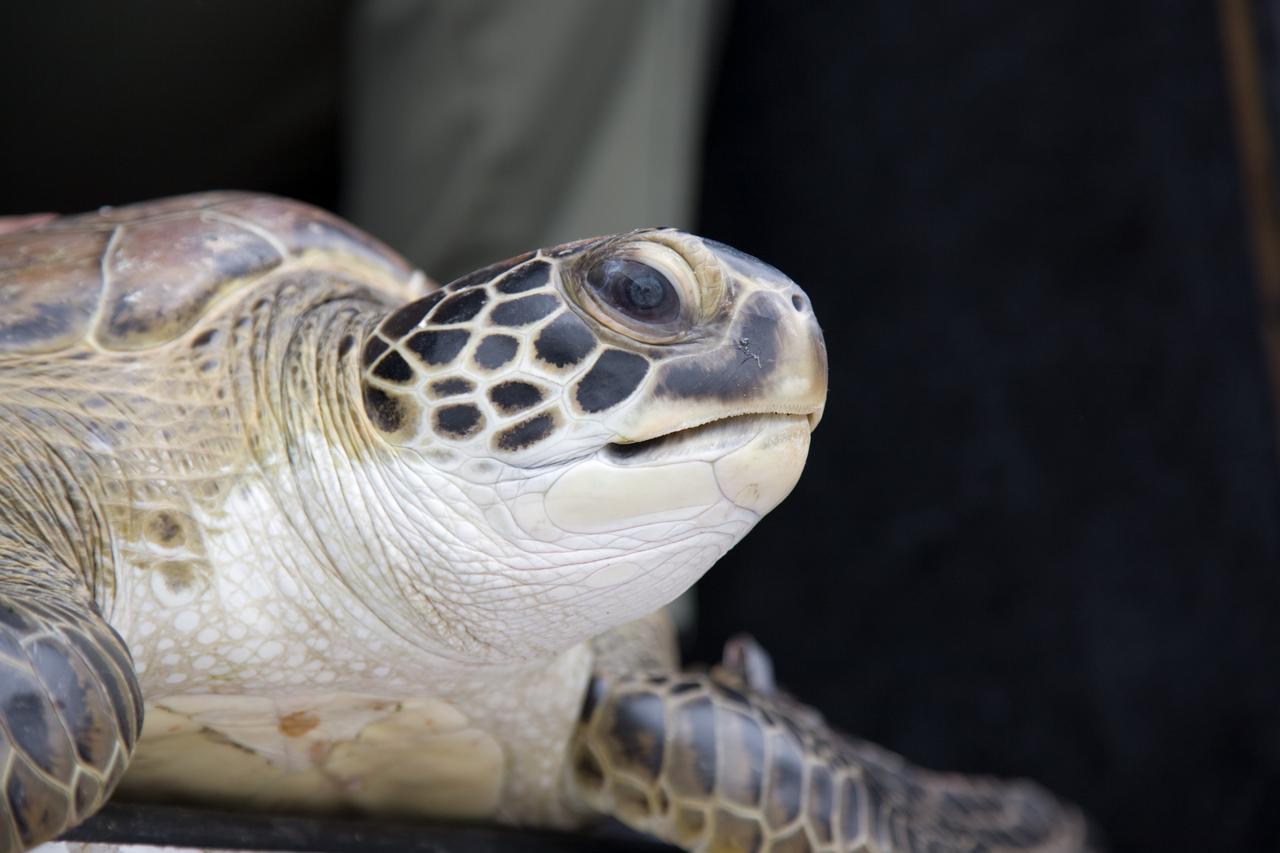 CAPE CANAVERAL, Fla. - This juvenile green sea turtle is ready to swim off into the waters of the Banana River at NASA's Kennedy Space Center in Florida. A recent cold snap left this turtle and nearly 2,000 others "stunned" and in need of help.    Many of the turtles were rescued from the Mosquito Lagoon, with others coming from the Indian River Lagoon and Cocoa Beach. Biologists, environmentalists, wildlife experts and other volunteers joined forces with a massive rescue effort at the Merritt Island National Wildlife Refuge, where the turtles were identified, examined and transported to rehabilitation facilities throughout Florida and South Georgia. The animals stayed at these facilities until local waters warmed up to safe temperatures.  Photo credit: NASA/Troy Cryder