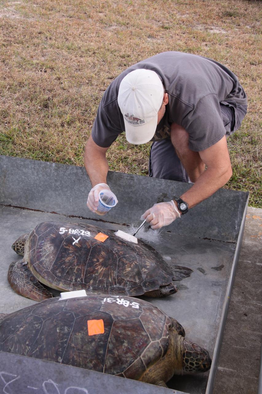 CAPE CANAVERAL, Fla. - A tracking transmitter is installed on the shell of an endangered green sea turtle at Cape Canaveral Air Force Station in Florida. A recent cold snap left this turtle and nearly 2,000 others "stunned" and in need of help.     Many of the turtles were rescued from the Mosquito Lagoon, with others coming from the Indian River Lagoon and Cocoa Beach. Biologists, environmentalists, wildlife experts and other volunteers joined forces with a massive rescue effort at the Merritt Island National Wildlife Refuge, where the turtles were identified, examined and transported to rehabilitation facilities throughout Florida and South Georgia. The animals stayed at these facilities until local waters warmed up to safe temperatures.  Photo credit: NASA/Jack Pfaller