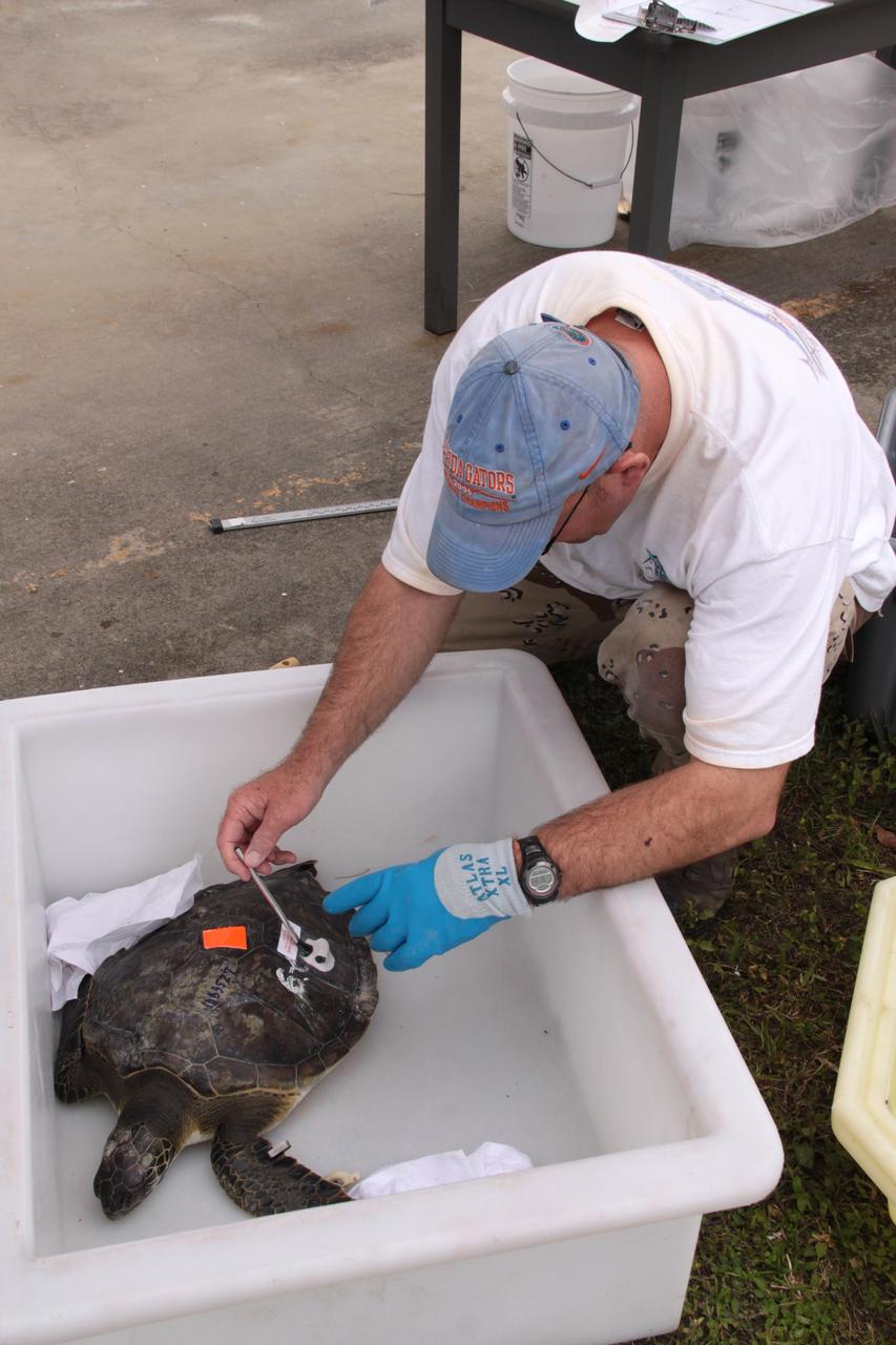 CAPE CANAVERAL, Fla. - An endangered green sea turtle is outfitted with a tracking transmitter at Cape Canaveral Air Force Station in Florida. A recent cold snap left this turtle and nearly 2,000 others "stunned" and in need of help.     Many of the turtles were rescued from the Mosquito Lagoon, with others coming from the Indian River Lagoon and Cocoa Beach. Biologists, environmentalists, wildlife experts and other volunteers joined forces with a massive rescue effort at the Merritt Island National Wildlife Refuge, where the turtles were identified, examined and transported to rehabilitation facilities throughout Florida and South Georgia. The animals stayed at these facilities until local waters warmed up to safe temperatures.  Photo credit: NASA/Jack Pfaller
