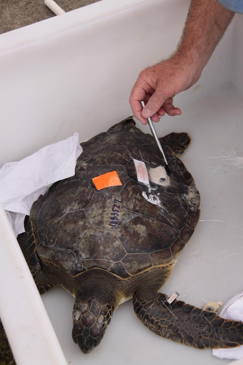 CAPE CANAVERAL, Fla. - An endangered green sea turtle awaits release as its shell is tagged with a tracking transmitter at Cape Canaveral Air Force Station in Florida. A recent cold snap left this turtle and nearly 2,000 others "stunned" and in need of help.    Many of the turtles were rescued from the Mosquito Lagoon, with others coming from the Indian River Lagoon and Cocoa Beach. Biologists, environmentalists, wildlife experts and other volunteers joined forces with a massive rescue effort at the Merritt Island National Wildlife Refuge, where the turtles were identified, examined and transported to rehabilitation facilities throughout Florida and South Georgia. The animals stayed at these facilities until local waters warmed up to safe temperatures.  Photo credit: NASA/Jack Pfaller