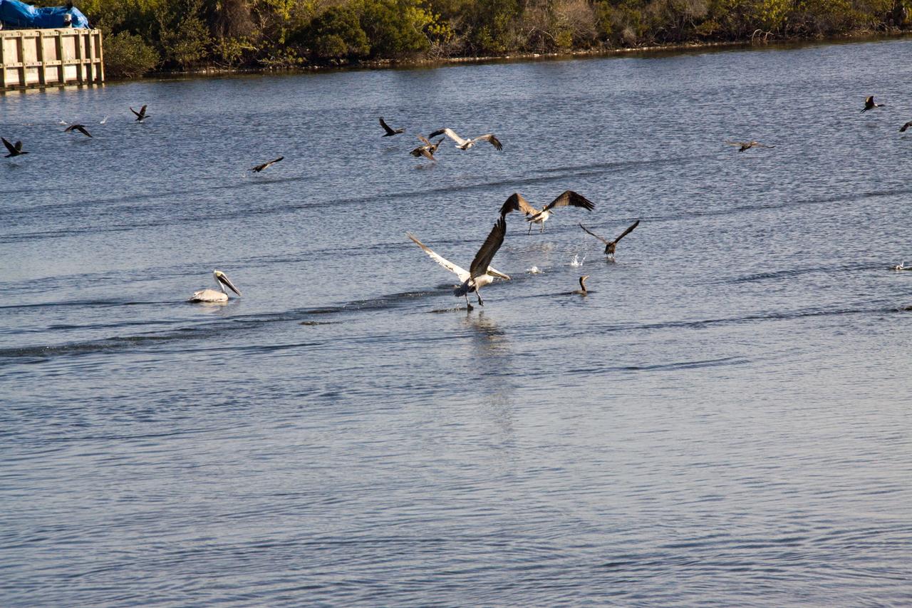 CAPE CANAVERAL, Fla. - A colony of brown pelicans enjoys a respite from the winter temperatures with a dip in the Turn Basin in Launch Complex 39 at NASA's Kennedy Space Center in Florida.    The brown pelican is found along the coast in California and from North Carolina to Texas, Mexico, the West Indies and many Caribbean Islands, as well as Guyana and Venezuela in South America.  It is listed as endangered only in Louisiana, Mississippi, and in the Caribbean.  The species is considered to be long-lived.  One pelican captured in Edgewater, Fla., in November 1964, was found to have been banded in September 1933, over 31 years previously. Individuals can weigh up to eight pounds, with larger pelicans having wing spreads of over seven feet.  Their nests are usually built in mangrove trees, but ground nesting may also occur.  Nesting takes place mostly in early spring or summer with the male carrying nesting materials to the female.  Although the female builds the nest, both share in incubation and rearing duties.  The Merritt Island National Wildlife Refuge coexists with Kennedy Space Center and provides a habitat for 330 species of birds including brown pelicans.  Photo credit: NASA/Jack Pfaller