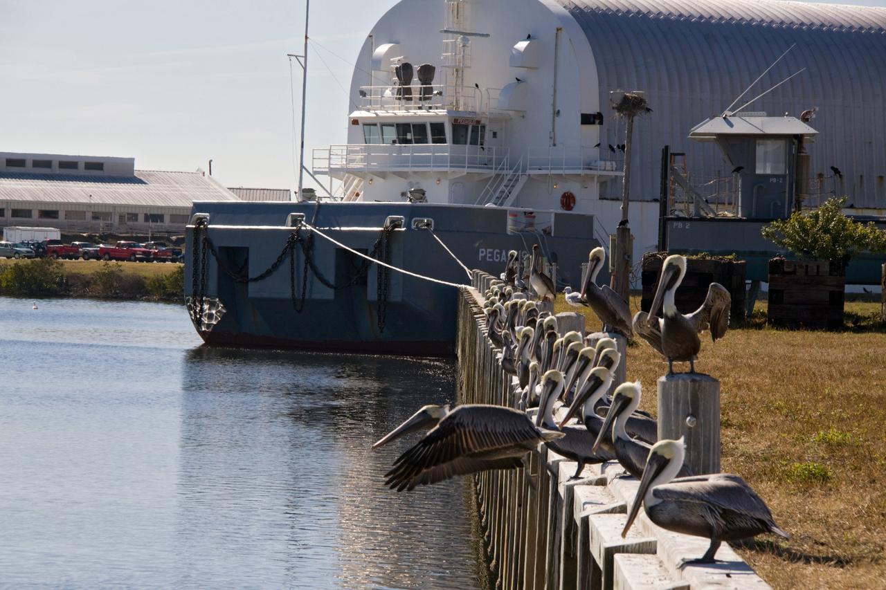 CAPE CANAVERAL, Fla. - Brown pelicans make unlikely companions for the Pegasus barge in the Turn Basin in Launch Complex 39 at NASA's Kennedy Space Center in Florida.  The barge often transports the space shuttle's external tanks into the basin.    The brown pelican is found along the coast in California and from North Carolina to Texas, Mexico, the West Indies and many Caribbean Islands, as well as Guyana and Venezuela in South America.  It is listed as endangered only in Louisiana, Mississippi, and in the Caribbean.  The species is considered to be long-lived.  One pelican captured in Edgewater, Fla., in November 1964, was found to have been banded in September 1933, over 31 years previously. Individuals can weigh up to eight pounds, with larger pelicans having wing spreads of over seven feet.  Their nests are usually built in mangrove trees, but ground nesting may also occur.  Nesting takes place mostly in early spring or summer with the male carrying nesting materials to the female.  Although the female builds the nest, both share in incubation and rearing duties.  The Merritt Island National Wildlife Refuge coexists with Kennedy Space Center and provides a habitat for 330 species of birds including brown pelicans.  Photo credit: NASA/Jack Pfaller