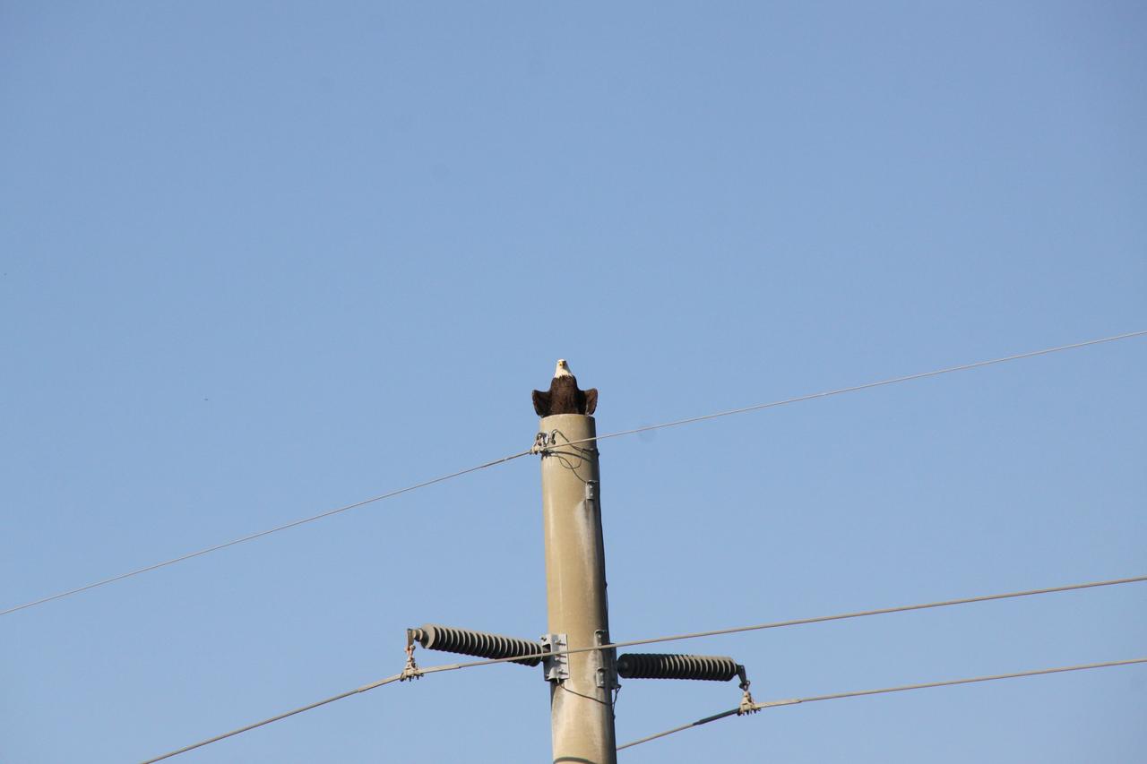 CAPE CANAVERAL, Fla. -- A bald eagle surveys NASA's Kennedy Space Center in Florida from a power pole along the Kennedy Parkway, which runs parallel to the Shuttle Landing Facility. The Merritt Island National Wildlife Refuge coexists with Kennedy and provides a habitat for 330 species of birds. A variety of other wildlife, including fish, amphibians, reptiles, mammals and plants, also inhabit the refuge. For information on the refuge, visit www.fws.gov/merrittisland/Index.html. For information on Kennedy, visit www.nasa.gov/kennedy. Photo credit: NASA/Jack Pfaller