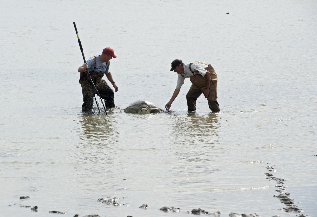 CAPE CANAVERAL, Fla. -- Eric Reyier with Innovative Health Applications LLC, left, and James Lyon with the U.S. Fish and Wildlife Service (FWS) help a green sea turtle move into deeper water at the Merritt Island National Wildlife Refuge in Florida. The female turtle, weighing about 350 pounds, became stuck on an impoundment in fresh water near NASA Kennedy Space Center's Launch Pad 39A.      The refuge, located on Kennedy property, is a habitat for more than 310 species of birds, 25 mammals, 117 fish and 65 amphibians and reptiles. Photo credit: NASA/Carl Winebarger