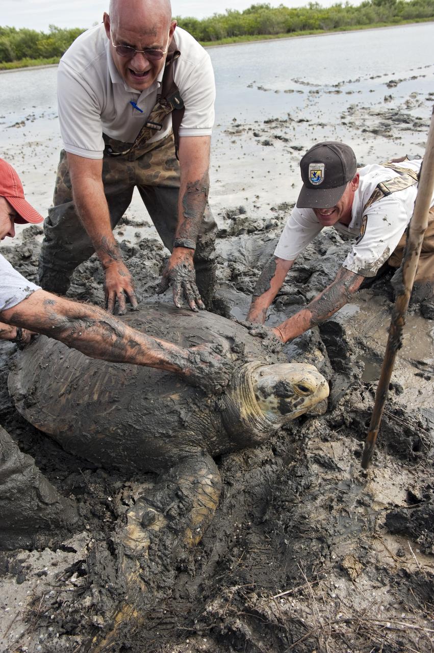 CAPE CANAVERAL, Fla. -- Eric Reyier with Innovative Health Applications LLC, left, along with Harold Morrow and James Lyon with the U.S. Fish and Wildlife Service (FWS) help a green sea turtle move into deeper water at the Merritt Island National Wildlife Refuge in Florida. The female turtle, weighing in at about 350 pounds, became stuck on an impoundment in fresh water near NASA Kennedy Space Center's Launch Pad 39A.    The refuge, located on Kennedy property, is a habitat for more than 310 species of birds, 25 mammals, 117 fish and 65 amphibians and reptiles. Photo credit: NASA/Carl Winebarger
