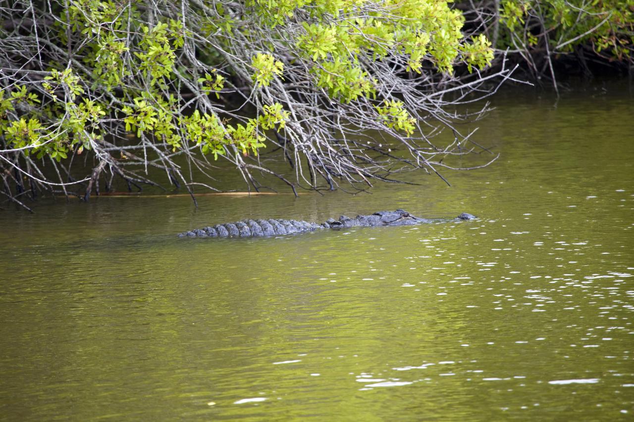CAPE CANAVERAL, Fla. -- At NASA's Kennedy Space Center in Florida, an alligator moves stealthily through some brackish water near Launch Pad 39B.    Kennedy coexists with the Merritt Island National Wildlife Refuge, habitat to more than 310 species of birds, 25 mammals, 117 fish and 65 amphibians and reptiles. Photo credit: NASA/Frank Michaux