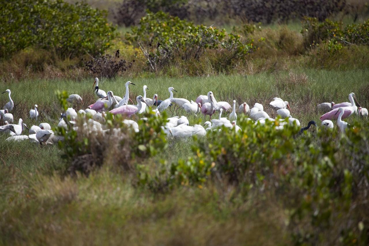 CAPE CANAVERAL, Fla. -- At NASA's Kennedy Space Center in Florida, milky-white egrets and roseate spoonbills search for food in shallow water near the Shuttle Landing Facility.       Kennedy coexists with the Merritt Island National Wildlife Refuge, habitat to more than 310 species of birds, 25 mammals, 117 fish and 65 amphibians and reptiles. Photo credit: NASA/Frank Michaux