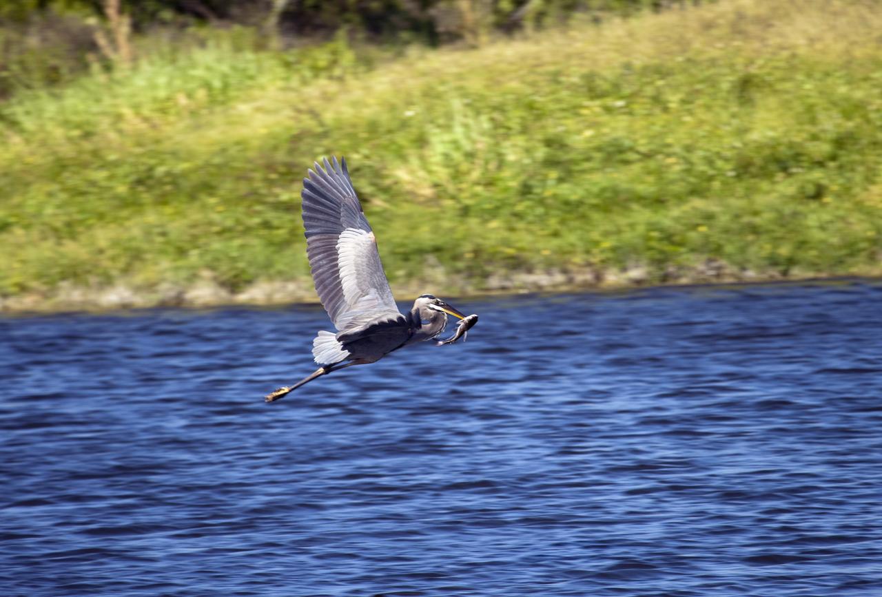 CAPE CANAVERAL, Fla. -- At NASA's Kennedy Space Center in Florida, a Great Blue Heron catches lunch from brackish water in the Launch Complex 39 area.        Kennedy coexists with the Merritt Island National Wildlife Refuge, habitat to more than 310 species of birds, 25 mammals, 117 fish and 65 amphibians and reptiles. Photo credit: NASA/Frank Michaux