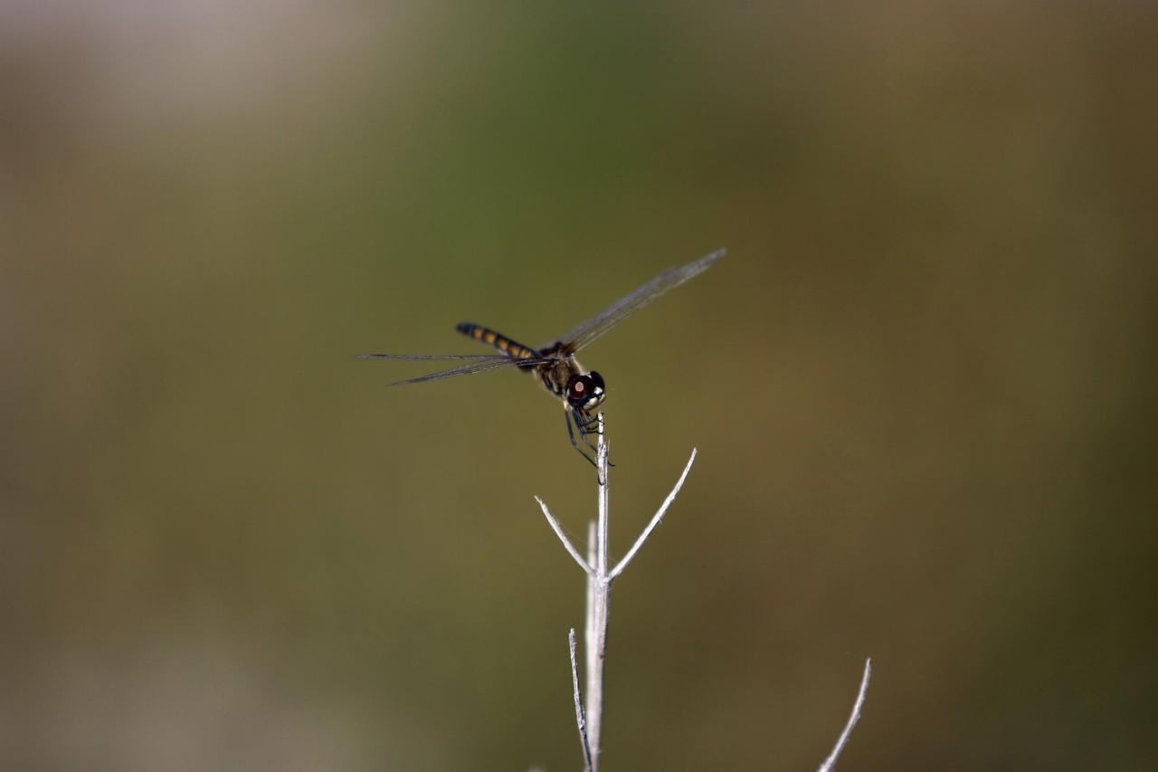 CAPE CANAVERAL, Fla. -- At NASA's Kennedy Space Center in Florida, a dragonfly is seen in the Launch Complex 39 area near the Press Site. Because female dragonflies lay their eggs in or near water, they are a common sight at the space center. Kennedy coexists with the Merritt Island National Wildlife Refuge, habitat to more than 310 species of birds, 25 mammals, 117 fish and 65 amphibians and reptiles. Photo credit: NASA/Frank Michaux
