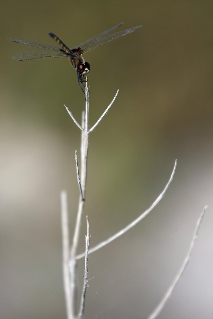 CAPE CANAVERAL, Fla. -- At NASA's Kennedy Space Center in Florida, a dragonfly is seen in the Launch Complex 39 area near the Press Site. Because female dragonflies lay their eggs in or near water, they are a common sight at the space center. Kennedy coexists with the Merritt Island National Wildlife Refuge, habitat to more than 310 species of birds, 25 mammals, 117 fish and 65 amphibians and reptiles. Photo credit: NASA/Frank Michaux