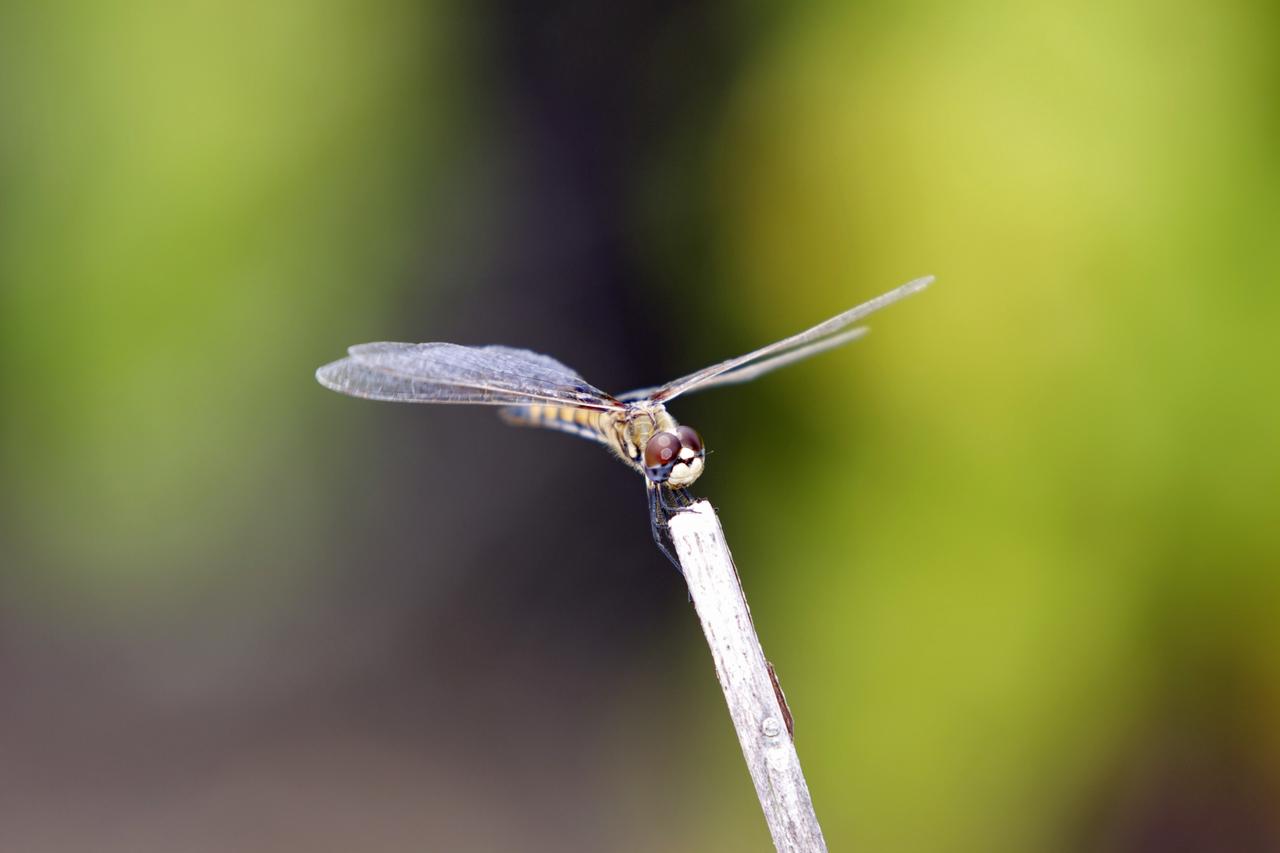 CAPE CANAVERAL, Fla. -- At NASA's Kennedy Space Center in Florida, a dragonfly is seen in the Launch Complex 39 area near the Press Site. Because female dragonflies lay their eggs in or near water, they are a common sight at the space center. Kennedy coexists with the Merritt Island National Wildlife Refuge, habitat to more than 310 species of birds, 25 mammals, 117 fish and 65 amphibians and reptiles. Photo credit: NASA/Frank Michaux