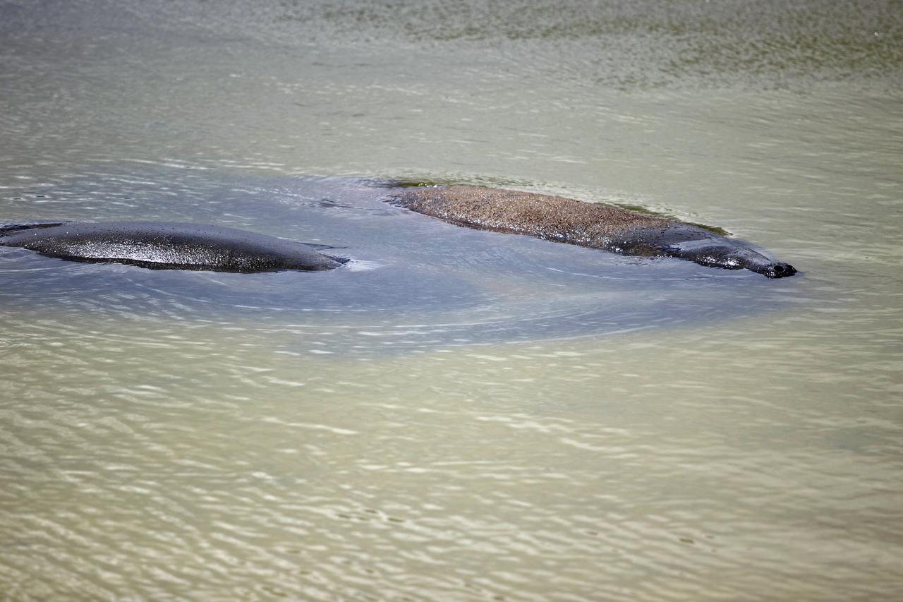 CAPE CANAVERAL, Fla. -- At NASA's Kennedy Space Center in Florida, two manatees congregate in brackish water off State Road 3, near the center's north guard gate.    Kennedy coexists with the Merritt Island National Wildlife Refuge, habitat to more than 310 species of birds, 25 mammals, 117 fish and 65 amphibians and reptiles. Photo credit: NASA/Frank Michaux