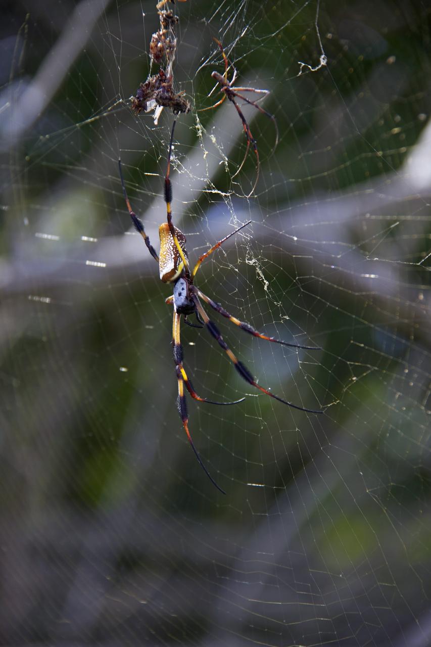 CAPE CANAVERAL, Fla. -- At NASA's Kennedy Space Center in Florida, banana spiders are seen near Launch Pad 39A.       Kennedy coexists with the Merritt Island National Wildlife Refuge, habitat to more than 310 species of birds, 25 mammals, 117 fish and 65 amphibians and reptiles. Photo credit: NASA/Frank Michaux