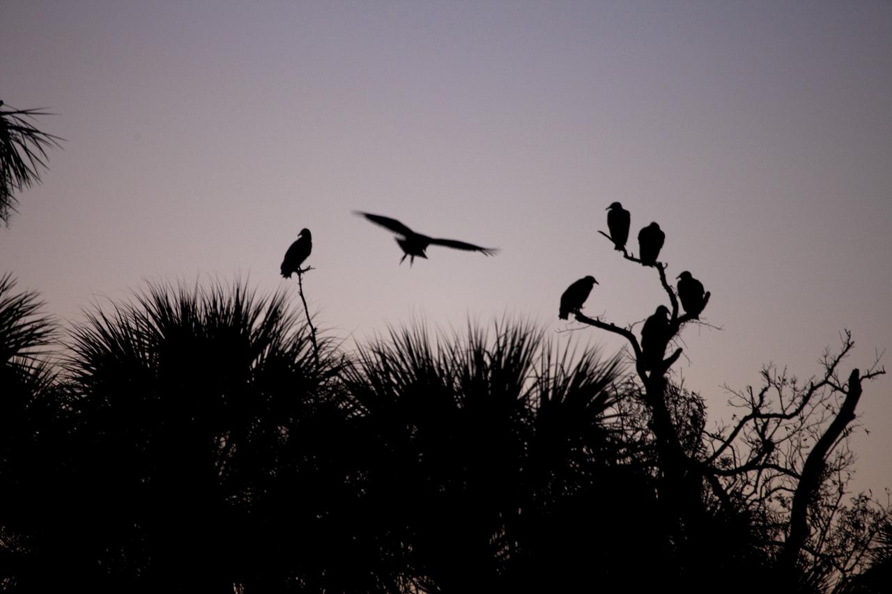 CAPE CANAVERAL, Fla. -- Black vultures gather at dawn at NASA's Kennedy Space Center in Florida. NASA's Environmental Management Branch monitors the movement and activity of about 250 black and turkey vultures using satellite trackers and radio transmitters.              Kennedy coexists with the Merritt Island National Wildlife Refuge, habitat to more than 310 species of birds, 25 mammals, 117 fish and 65 amphibians and reptiles. Photo credit: NASA/Frank Michaux