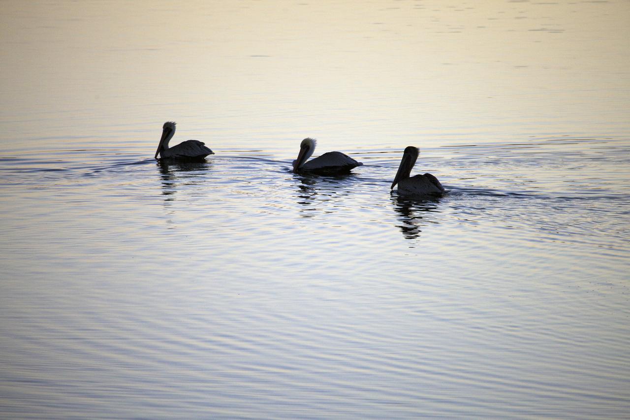 CAPE CANAVERAL, Fla. -- Brown pelicans take a dip in brackish water at NASA's Kennedy Space Center in Florida around dawn.          Kennedy coexists with the Merritt Island National Wildlife Refuge, habitat to more than 310 species of birds, 25 mammals, 117 fish and 65 amphibians and reptiles. Photo credit: NASA/Frank Michaux
