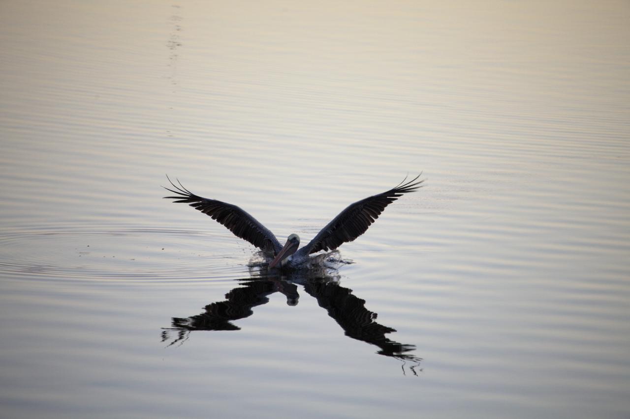 CAPE CANAVERAL, Fla. -- A brown pelican searches for fish in brackish water at NASA's Kennedy Space Center in Florida around dawn.    Kennedy coexists with the Merritt Island National Wildlife Refuge, habitat to more than 310 species of birds, 25 mammals, 117 fish and 65 amphibians and reptiles. Photo credit: NASA/Frank Michaux