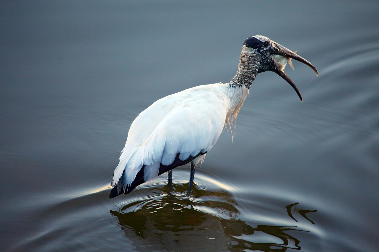 CAPE CANAVERAL, Fla. -- A wood stork eats breakfast while wading in brackish water at NASA's Kennedy Space Center in Florida around dawn. In 1984, the U.S. Fish and Wildlife Service declared the wood stork an endangered species.    Kennedy coexists with the Merritt Island National Wildlife Refuge, habitat to more than 310 species of birds, 25 mammals, 117 fish and 65 amphibians and reptiles. Photo credit: NASA/Frank Michaux