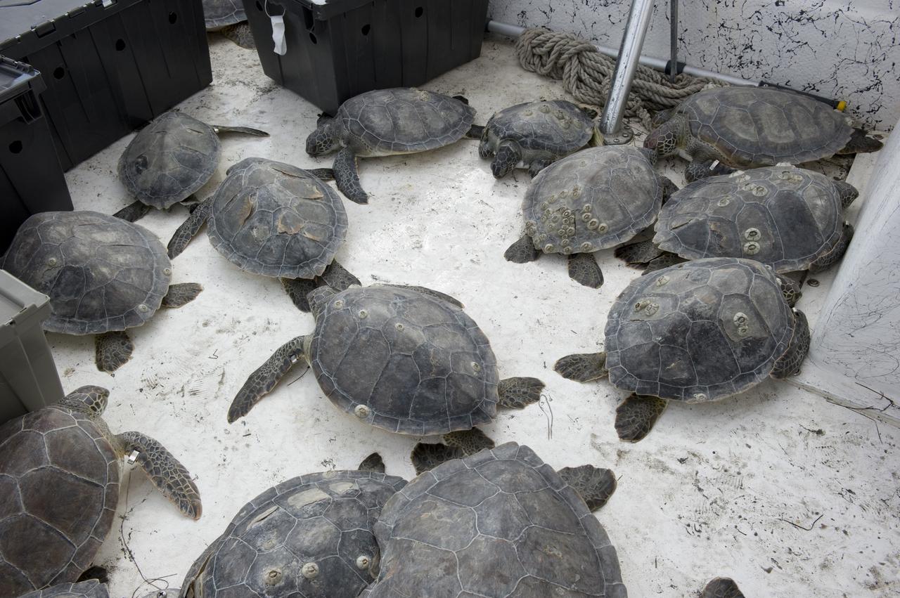 CAPE CANAVERAL, Fla. -- Several endangered green sea turtles that were "stunned" during two cold snaps in December 2010 are ready for release into the Mosquito Lagoon, which is part of Florida's Indian River. Workers with NASA's Kennedy Space Center, Innovative Health Applications and the Fish and Wildlife Conservation Commission rescued more than 300 turtles during this winter's frigid temperatures. Turtles that were stunned multiple times will be released in the Sebastian area of the Indian River, which often offers warmer water and could help prevent future stuns as winter progresses.                NASA/Kim Shiflett