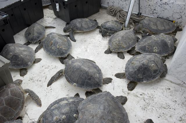 NASA image: KSC-2011-1010