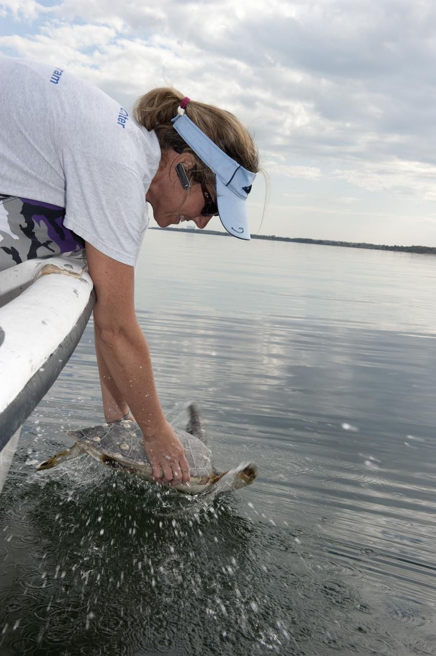 CAPE CANAVERAL, Fla. -- Karen Holloway, a biologist with Innovative Health Applications at NASA's Kennedy Space Center in Florida, releases an endangered green sea turtle into the Mosquito Lagoon, which is part of Florida's Indian River. The turtle was one of more than 300 that were "stunned" during two cold snaps in December 2010. Turtles that were stunned multiple times will be released in the Sebastian area of the Indian River, which often offers warmer water and could help prevent future stuns as winter progresses.            NASA/Kim Shiflett