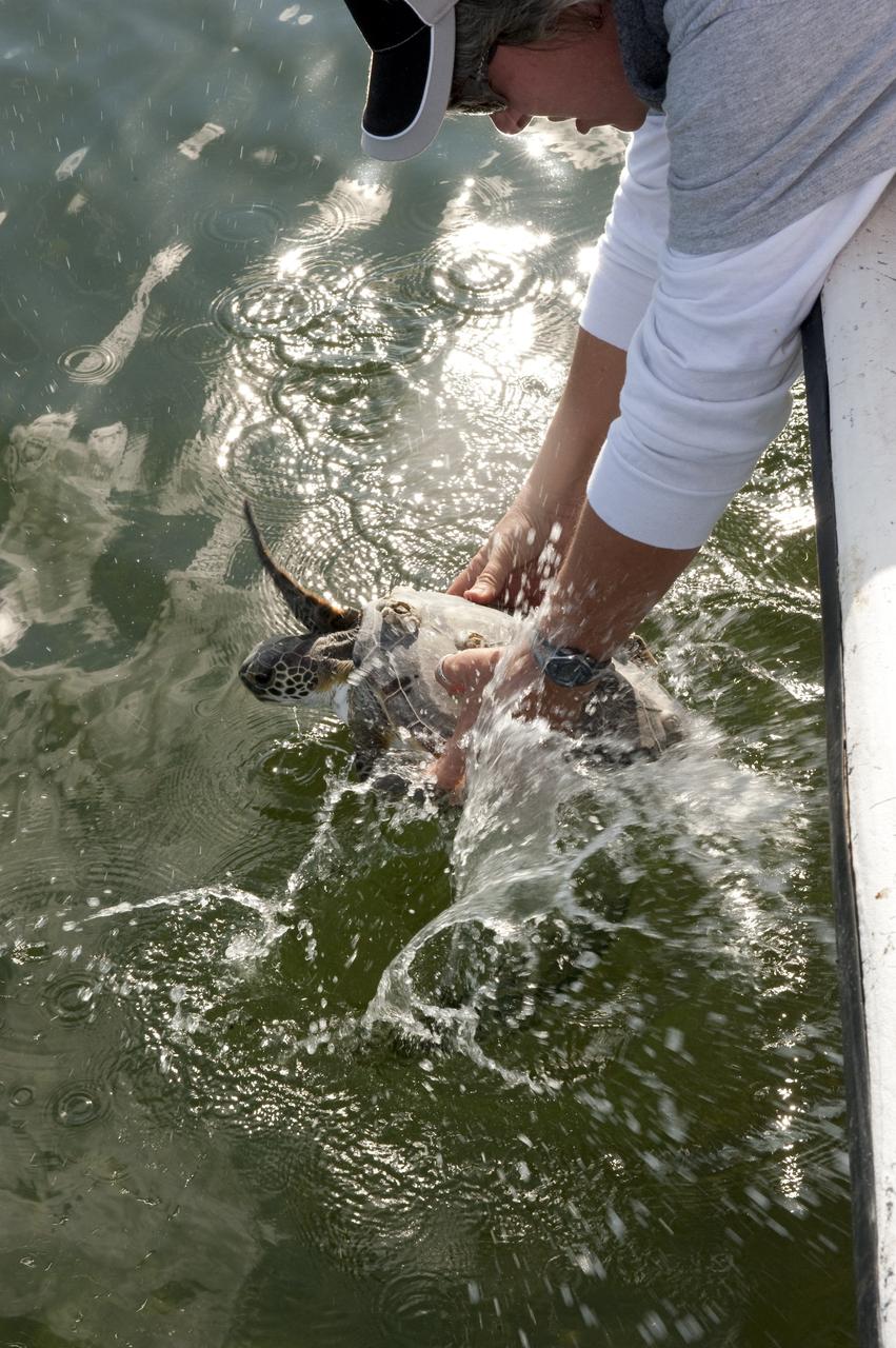 CAPE CANAVERAL, Fla. -- Donna Oddy, a biologist with Innovative Health Applications at NASA's Kennedy Space Center in Florida, releases an endangered green sea turtle into the Mosquito Lagoon, which is part of Florida's Indian River. The turtle was one of more than 300 that were "stunned" during two cold snaps in December 2010. Turtles that were stunned multiple times will be released in the Sebastian area of the Indian River, which often offers warmer water and could help prevent future stuns as winter progresses.      NASA/Kim Shiflett