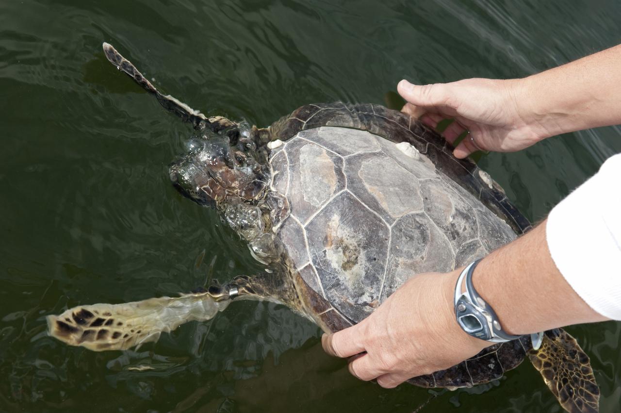 CAPE CANAVERAL, Fla. -- An endangered green sea turtle is released into the Mosquito Lagoon, which is part of Florida's Indian River. Workers with NASA's Kennedy Space Center, Innovative Health Applications and the Fish and Wildlife Conservation Commission rescued more than 300 turtles during this winter's frigid temperatures. Turtles that were stunned multiple times will be released in the Sebastian area of the Indian River, which often offers warmer water and could help prevent future stuns as winter progresses.        NASA/Kim Shiflett