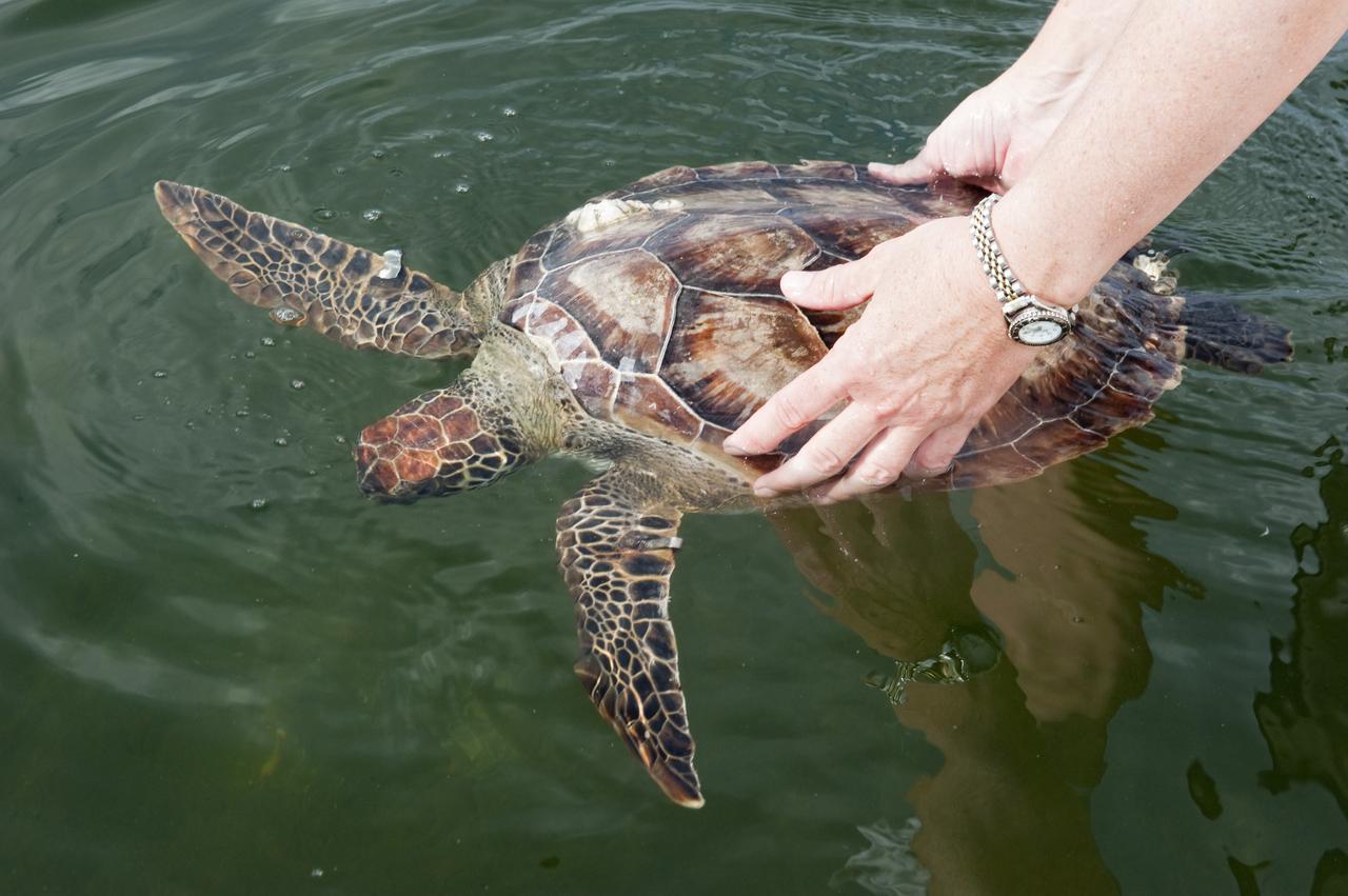 CAPE CANAVERAL, Fla. -- An endangered green sea turtle is released into the Mosquito Lagoon, which is part of Florida's Indian River. Workers with NASA's Kennedy Space Center, Innovative Health Applications and the Fish and Wildlife Conservation Commission rescued more than 300 turtles during this winter's frigid temperatures. Turtles that were stunned multiple times will be released in the Sebastian area of the Indian River, which often offers warmer water and could help prevent future stuns as winter progresses.    NASA/Kim Shiflett
