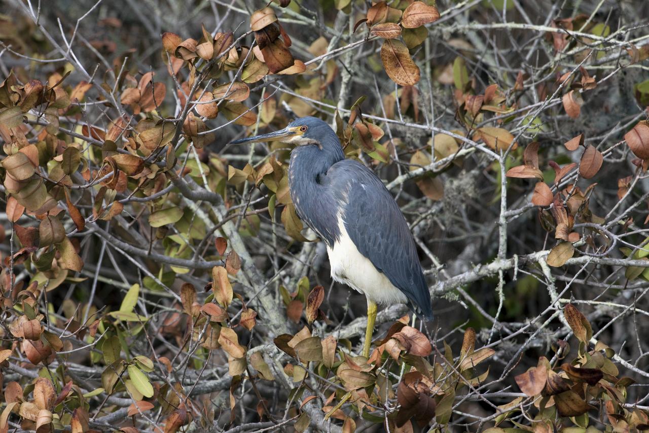 CAPE CANAVERAL, Fla. -- An Egretta Heron, also known as a Tricolored Heron, takes a break from flying just north of the Shuttle Landing Facility at NASA's Kennedy Space Center in Florida.           Kennedy coexists with the Merritt Island National Wildlife Refuge, habitat to more than 310 species of birds, 25 mammals, 117 fish and 65 amphibians and reptiles. Photo credit: NASA/Frankie Martin