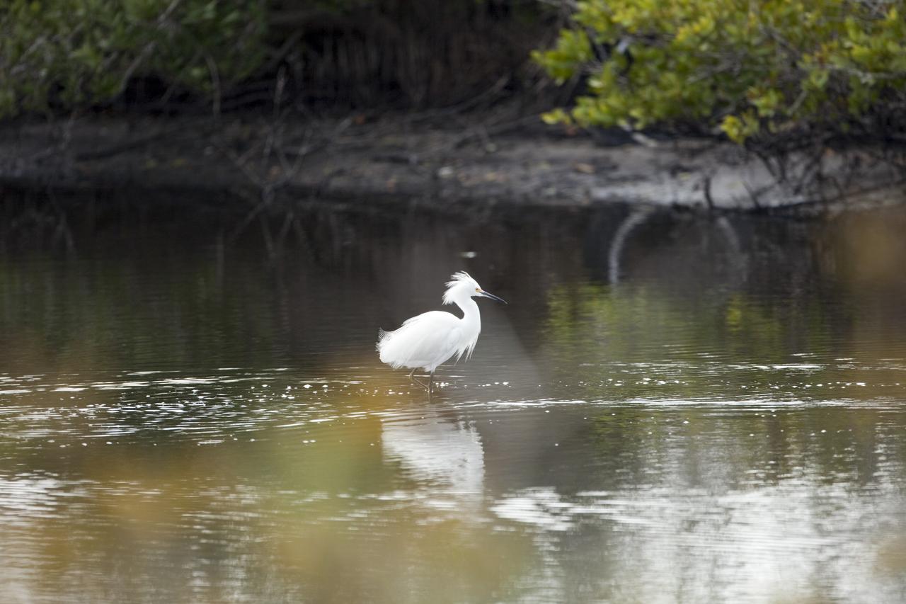 CAPE CANAVERAL, Fla. -- A snowy egret wades through brackish water just north of the Shuttle Landing Facility at NASA's Kennedy Space Center in Florida. This type of bird often stalks its prey in shallow water by running or shuffling its feet, flushing small fish, shrimp, frogs or crabs into view.        Kennedy coexists with the Merritt Island National Wildlife Refuge, habitat to more than 310 species of birds, 25 mammals, 117 fish and 65 amphibians and reptiles. Photo credit: NASA/Frankie Martin